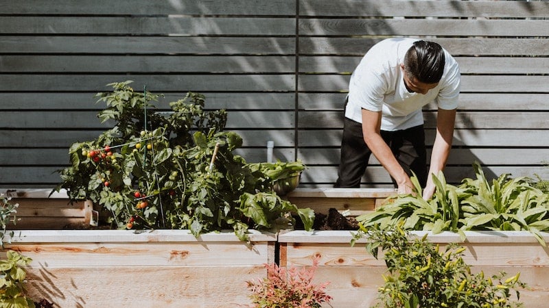 allotme-gardening