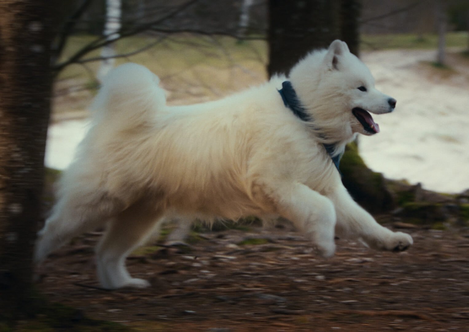Felix the Samoyed running through a park 
