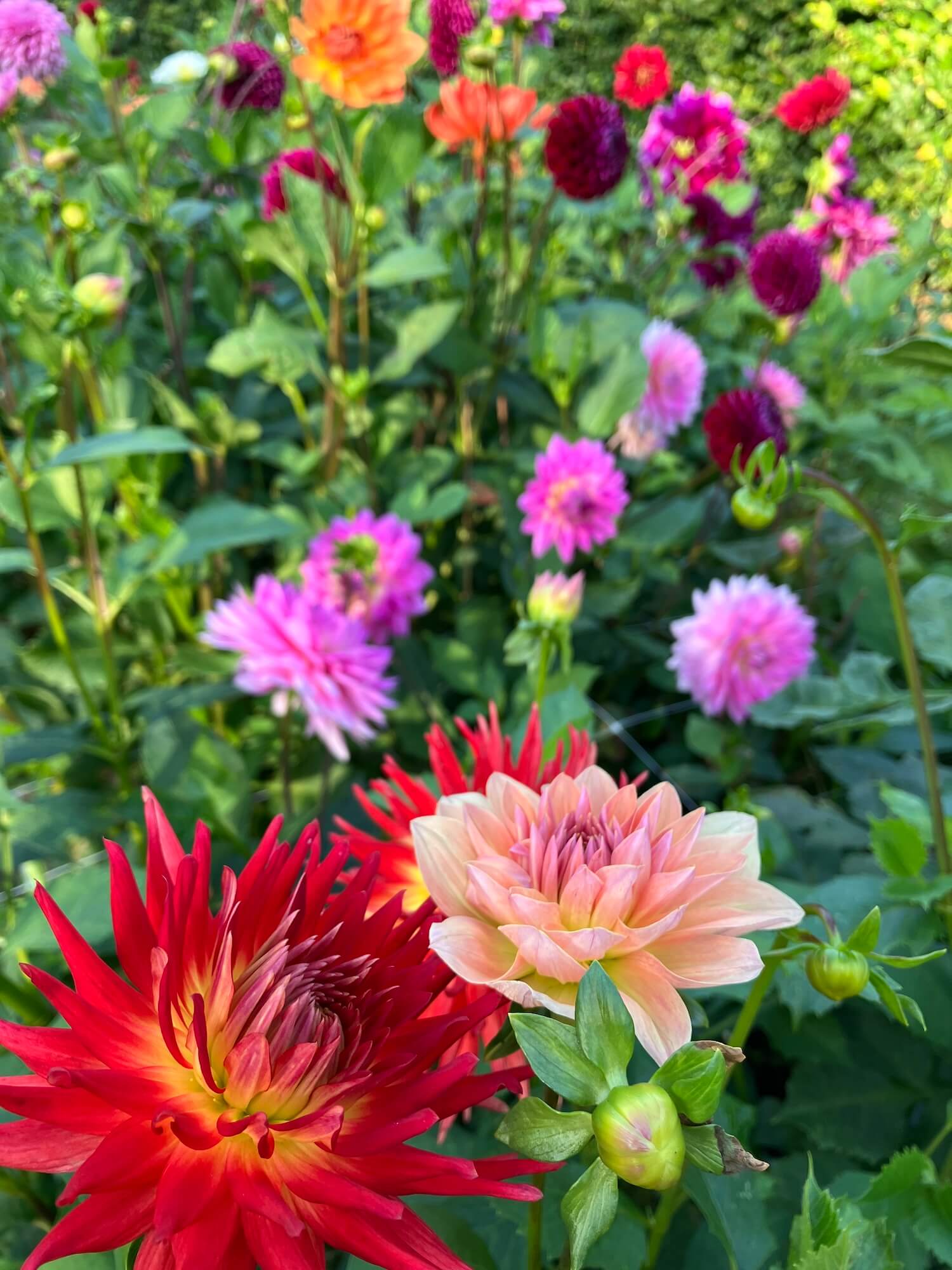 A bed of dahlias in vibrant hues of pink, red and fuchsia 